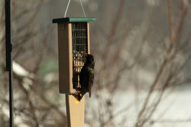 Bu güzel sığırcık süet besleyicinin kenarına tutunuyor. Tüyleri, suyun içindeki yağ gibi güzel bir gökkuşağı renginde parlıyor. Her tarafı benekli siyah noktalar..