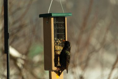 Bu güzel sığırcık süet besleyicinin kenarına tutunuyor. Tüyleri, suyun içindeki yağ gibi güzel bir gökkuşağı renginde parlıyor. Her tarafı benekli siyah noktalar..