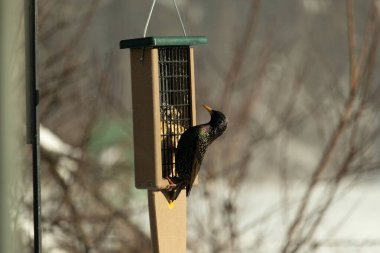 Bu güzel sığırcık süet besleyicinin kenarına tutunuyor. Tüyleri, suyun içindeki yağ gibi güzel bir gökkuşağı renginde parlıyor. Her tarafı benekli siyah noktalar..