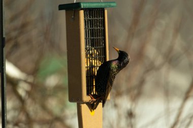 Bu güzel sığırcık süet besleyicinin kenarına tutunuyor. Tüyleri, suyun içindeki yağ gibi güzel bir gökkuşağı renginde parlıyor. Her tarafı benekli siyah noktalar..