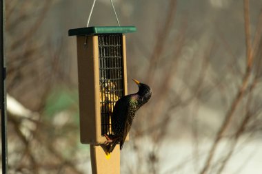 Bu güzel sığırcık süet besleyicinin kenarına tutunuyor. Tüyleri, suyun içindeki yağ gibi güzel bir gökkuşağı renginde parlıyor. Her tarafı benekli siyah noktalar..