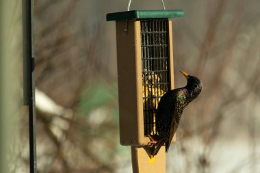 Bu güzel sığırcık süet besleyicinin kenarına tutunuyor. Tüyleri, suyun içindeki yağ gibi güzel bir gökkuşağı renginde parlıyor. Her tarafı benekli siyah noktalar..
