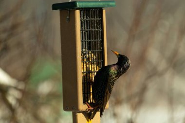 Bu güzel sığırcık süet besleyicinin kenarına tutunuyor. Tüyleri, suyun içindeki yağ gibi güzel bir gökkuşağı renginde parlıyor. Her tarafı benekli siyah noktalar..