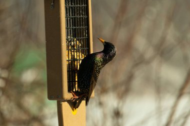 Bu güzel sığırcık süet besleyicinin kenarına tutunuyor. Tüyleri, suyun içindeki yağ gibi güzel bir gökkuşağı renginde parlıyor. Her tarafı benekli siyah noktalar..