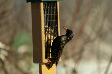 Bu güzel sığırcık süet besleyicinin kenarına tutunuyor. Tüyleri, suyun içindeki yağ gibi güzel bir gökkuşağı renginde parlıyor. Her tarafı benekli siyah noktalar..