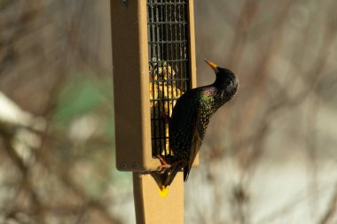 Bu güzel sığırcık süet besleyicinin kenarına tutunuyor. Tüyleri, suyun içindeki yağ gibi güzel bir gökkuşağı renginde parlıyor. Her tarafı benekli siyah noktalar..