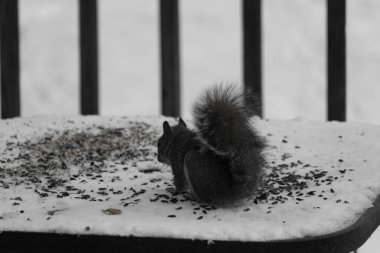 Kuş yeminin yanında çömelmiş büyük gri sincap. Kıllı kuyruk çok yumuşak görünüyor. Her yer karla kaplı. Kürkünde kırmızı röfleler olan sevimli bir kemirgen. O biraz yemek yemeye hazır..