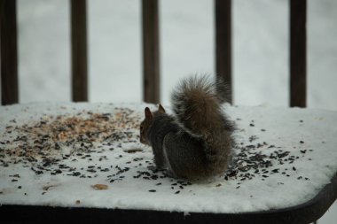 Kuş yeminin yanında çömelmiş büyük gri sincap. Kıllı kuyruk çok yumuşak görünüyor. Her yer karla kaplı. Kürkünde kırmızı röfleler olan sevimli bir kemirgen. O biraz yemek yemeye hazır..