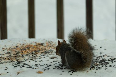 Kuş yeminin yanında çömelmiş büyük gri sincap. Kıllı kuyruk çok yumuşak görünüyor. Her yer karla kaplı. Kürkünde kırmızı röfleler olan sevimli bir kemirgen. O biraz yemek yemeye hazır..