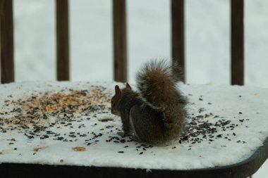Kuş yeminin yanında çömelmiş büyük gri sincap. Kıllı kuyruk çok yumuşak görünüyor. Her yer karla kaplı. Kürkünde kırmızı röfleler olan sevimli bir kemirgen. O biraz yemek yemeye hazır..
