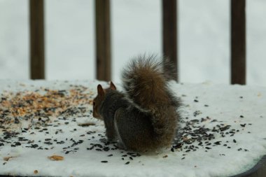 Kuş yeminin yanında çömelmiş büyük gri sincap. Kıllı kuyruk çok yumuşak görünüyor. Her yer karla kaplı. Kürkünde kırmızı röfleler olan sevimli bir kemirgen. O biraz yemek yemeye hazır..