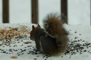 Kuş yeminin yanında çömelmiş büyük gri sincap. Kıllı kuyruk çok yumuşak görünüyor. Her yer karla kaplı. Kürkünde kırmızı röfleler olan sevimli bir kemirgen. O biraz yemek yemeye hazır..