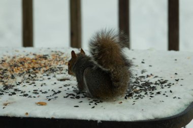 Kuş yeminin yanında çömelmiş büyük gri sincap. Kıllı kuyruk çok yumuşak görünüyor. Her yer karla kaplı. Kürkünde kırmızı röfleler olan sevimli bir kemirgen. O biraz yemek yemeye hazır..