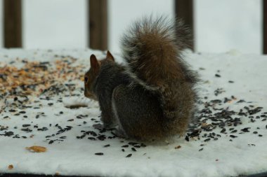 Kuş yeminin yanında çömelmiş büyük gri sincap. Kıllı kuyruk çok yumuşak görünüyor. Her yer karla kaplı. Kürkünde kırmızı röfleler olan sevimli bir kemirgen. O biraz yemek yemeye hazır..