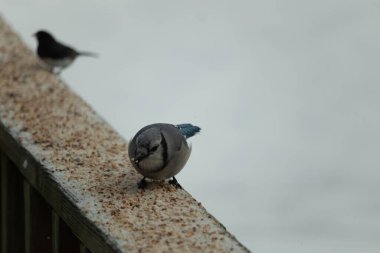 Bu şirin mavi karga tırabzana tünemiş, yiyecek arıyor. Bu kuşun her yerinde kuş yemi var. Corvid 'in beyaz, siyah ve mavi ile güzel renkleri var. Her yerde beyaz bir arka plan var..