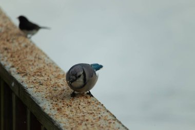 Bu şirin mavi karga tırabzana tünemiş, yiyecek arıyor. Bu kuşun her yerinde kuş yemi var. Corvid 'in beyaz, siyah ve mavi ile güzel renkleri var. Her yerde beyaz bir arka plan var..