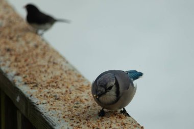 Bu şirin mavi karga tırabzana tünemiş, yiyecek arıyor. Bu kuşun her yerinde kuş yemi var. Corvid 'in beyaz, siyah ve mavi ile güzel renkleri var. Her yerde beyaz bir arka plan var..