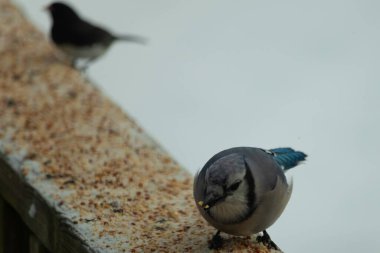 Bu şirin mavi karga tırabzana tünemiş, yiyecek arıyor. Bu kuşun her yerinde kuş yemi var. Corvid 'in beyaz, siyah ve mavi ile güzel renkleri var. Her yerde beyaz bir arka plan var..