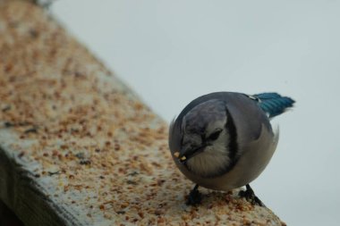 Bu şirin mavi karga tırabzana tünemiş, yiyecek arıyor. Bu kuşun her yerinde kuş yemi var. Corvid 'in beyaz, siyah ve mavi ile güzel renkleri var. Her yerde beyaz bir arka plan var..
