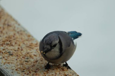 Bu şirin mavi karga tırabzana tünemiş, yiyecek arıyor. Bu kuşun her yerinde kuş yemi var. Corvid 'in beyaz, siyah ve mavi ile güzel renkleri var. Her yerde beyaz bir arka plan var..