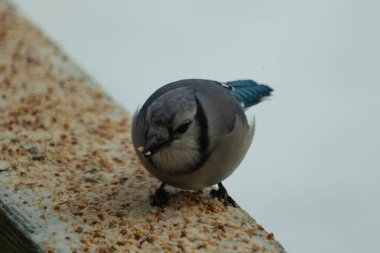Bu şirin mavi karga tırabzana tünemiş, yiyecek arıyor. Bu kuşun her yerinde kuş yemi var. Corvid 'in beyaz, siyah ve mavi ile güzel renkleri var. Her yerde beyaz bir arka plan var..