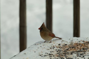 Güzel renkli kadın kardinal karla kaplı bir masaya tünemiş. Etrafı beyaz renklerle kaplıydı. O, kuş yemi ile çevrilidir. Bakır kırmızısı renkleri erkekten daha az canlı..