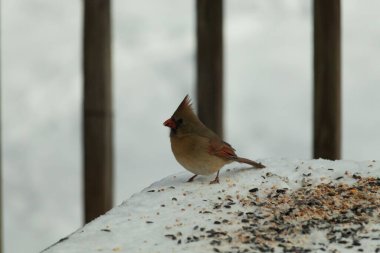 Güzel renkli kadın kardinal karla kaplı bir masaya tünemiş. Etrafı beyaz renklerle kaplıydı. O, kuş yemi ile çevrilidir. Bakır kırmızısı renkleri erkekten daha az canlı..