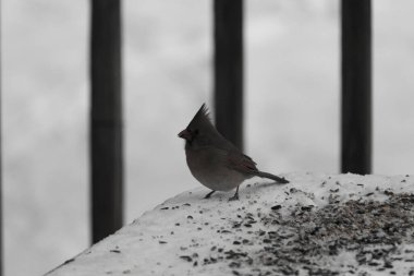 Güzel renkli kadın kardinal karla kaplı bir masaya tünemiş. Etrafı beyaz renklerle kaplıydı. O, kuş yemi ile çevrilidir. Bakır kırmızısı renkleri erkekten daha az canlı..