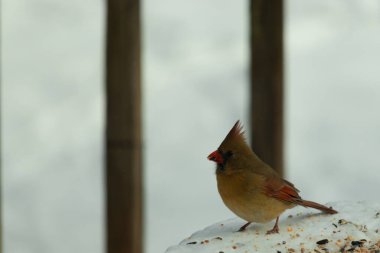 Güzel renkli kadın kardinal karla kaplı bir masaya tünemiş. Etrafı beyaz renklerle kaplıydı. O, kuş yemi ile çevrilidir. Bakır kırmızısı renkleri erkekten daha az canlı..