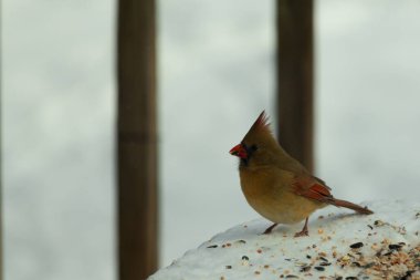 Güzel renkli kadın kardinal karla kaplı bir masaya tünemiş. Etrafı beyaz renklerle kaplıydı. O, kuş yemi ile çevrilidir. Bakır kırmızısı renkleri erkekten daha az canlı..