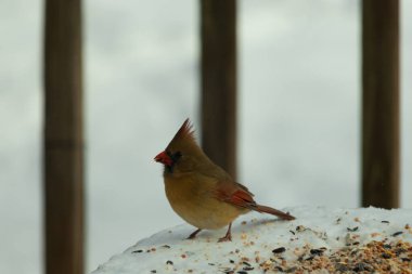 Güzel renkli kadın kardinal karla kaplı bir masaya tünemiş. Etrafı beyaz renklerle kaplıydı. O, kuş yemi ile çevrilidir. Bakır kırmızısı renkleri erkekten daha az canlı..