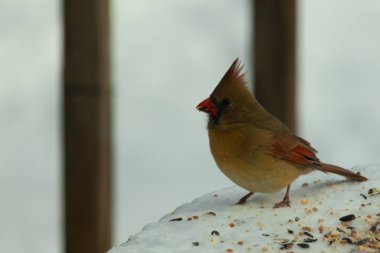 Güzel renkli kadın kardinal karla kaplı bir masaya tünemiş. Etrafı beyaz renklerle kaplıydı. O, kuş yemi ile çevrilidir. Bakır kırmızısı renkleri erkekten daha az canlı..