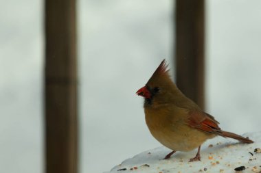 Güzel renkli kadın kardinal karla kaplı bir masaya tünemiş. Etrafı beyaz renklerle kaplıydı. O, kuş yemi ile çevrilidir. Bakır kırmızısı renkleri erkekten daha az canlı..