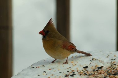 Güzel renkli kadın kardinal karla kaplı bir masaya tünemiş. Etrafı beyaz renklerle kaplıydı. O, kuş yemi ile çevrilidir. Bakır kırmızısı renkleri erkekten daha az canlı..