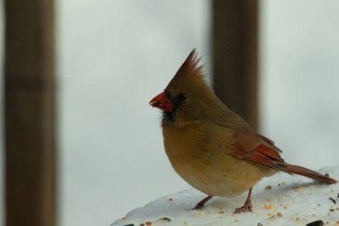 Güzel renkli kadın kardinal karla kaplı bir masaya tünemiş. Etrafı beyaz renklerle kaplıydı. O, kuş yemi ile çevrilidir. Bakır kırmızısı renkleri erkekten daha az canlı..