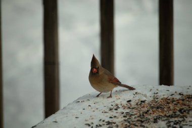 Güzel renkli kadın kardinal karla kaplı bir masaya tünemiş. Etrafı beyaz renklerle kaplıydı. O, kuş yemi ile çevrilidir. Bakır kırmızısı renkleri erkekten daha az canlı..
