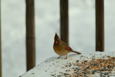 Güzel renkli kadın kardinal karla kaplı bir masaya tünemiş. Etrafı beyaz renklerle kaplıydı. O, kuş yemi ile çevrilidir. Bakır kırmızısı renkleri erkekten daha az canlı..