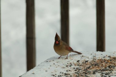 Güzel renkli kadın kardinal karla kaplı bir masaya tünemiş. Etrafı beyaz renklerle kaplıydı. O, kuş yemi ile çevrilidir. Bakır kırmızısı renkleri erkekten daha az canlı..