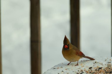Güzel renkli kadın kardinal karla kaplı bir masaya tünemiş. Etrafı beyaz renklerle kaplıydı. O, kuş yemi ile çevrilidir. Bakır kırmızısı renkleri erkekten daha az canlı..