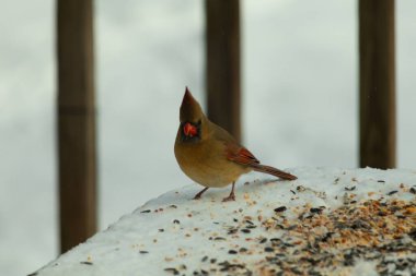 Güzel renkli kadın kardinal karla kaplı bir masaya tünemiş. Etrafı beyaz renklerle kaplıydı. O, kuş yemi ile çevrilidir. Bakır kırmızısı renkleri erkekten daha az canlı..
