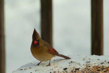 Güzel renkli kadın kardinal karla kaplı bir masaya tünemiş. Etrafı beyaz renklerle kaplıydı. O, kuş yemi ile çevrilidir. Bakır kırmızısı renkleri erkekten daha az canlı..