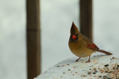 Güzel renkli kadın kardinal karla kaplı bir masaya tünemiş. Etrafı beyaz renklerle kaplıydı. O, kuş yemi ile çevrilidir. Bakır kırmızısı renkleri erkekten daha az canlı..