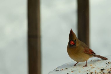 Güzel renkli kadın kardinal karla kaplı bir masaya tünemiş. Etrafı beyaz renklerle kaplıydı. O, kuş yemi ile çevrilidir. Bakır kırmızısı renkleri erkekten daha az canlı..