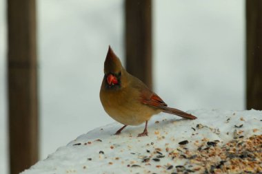 Güzel renkli kadın kardinal karla kaplı bir masaya tünemiş. Etrafı beyaz renklerle kaplıydı. O, kuş yemi ile çevrilidir. Bakır kırmızısı renkleri erkekten daha az canlı..
