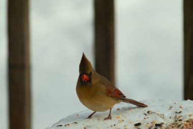 Güzel renkli kadın kardinal karla kaplı bir masaya tünemiş. Etrafı beyaz renklerle kaplıydı. O, kuş yemi ile çevrilidir. Bakır kırmızısı renkleri erkekten daha az canlı..