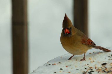 Güzel renkli kadın kardinal karla kaplı bir masaya tünemiş. Etrafı beyaz renklerle kaplıydı. O, kuş yemi ile çevrilidir. Bakır kırmızısı renkleri erkekten daha az canlı..