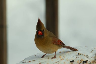 Güzel renkli kadın kardinal karla kaplı bir masaya tünemiş. Etrafı beyaz renklerle kaplıydı. O, kuş yemi ile çevrilidir. Bakır kırmızısı renkleri erkekten daha az canlı..