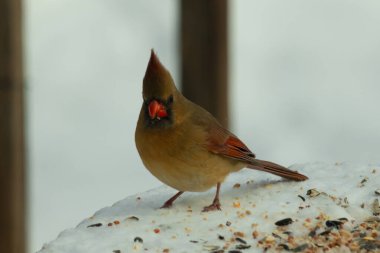 Güzel renkli kadın kardinal karla kaplı bir masaya tünemiş. Etrafı beyaz renklerle kaplıydı. O, kuş yemi ile çevrilidir. Bakır kırmızısı renkleri erkekten daha az canlı..