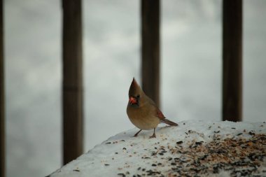 Güzel renkli kadın kardinal karla kaplı bir masaya tünemiş. Etrafı beyaz renklerle kaplıydı. O, kuş yemi ile çevrilidir. Bakır kırmızısı renkleri erkekten daha az canlı..
