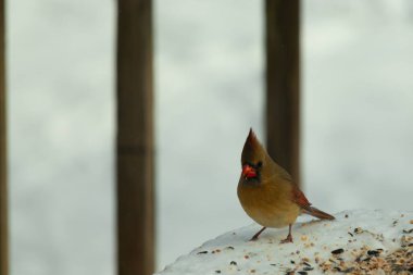 Güzel renkli kadın kardinal karla kaplı bir masaya tünemiş. Etrafı beyaz renklerle kaplıydı. O, kuş yemi ile çevrilidir. Bakır kırmızısı renkleri erkekten daha az canlı..